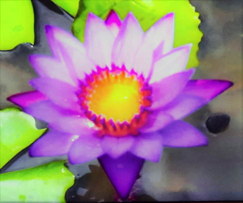 Lotusblüte